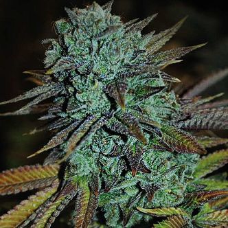 Expert Gorilla (Expert Seeds) feminizovan&aacute;