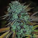Expert Gorilla (Expert Seeds) feminizovaná