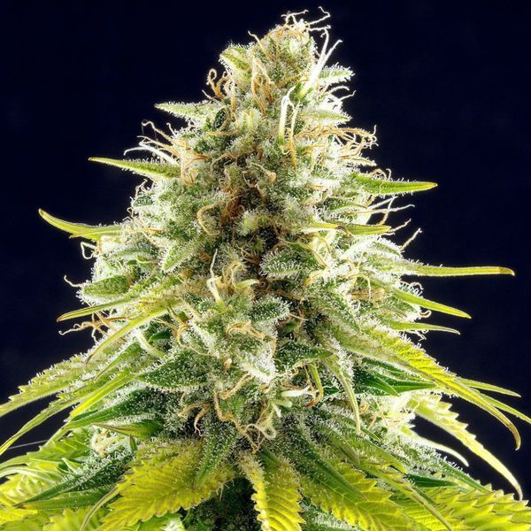 Mataró Blue (Kannabia) feminizovaná