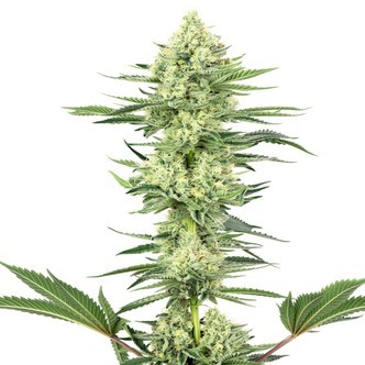 White Gorilla Haze (White Label) feminizovan&aacute;