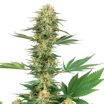 Gelato 420 (White Label) feminizovan&aacute;