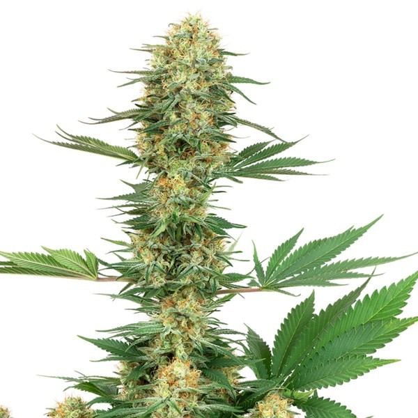 Gelato 420 (White Label) feminizovaná