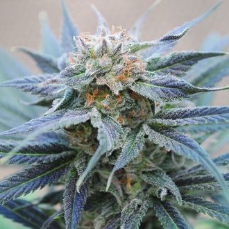 Skunk+ (Kannabia) feminizovan&eacute;