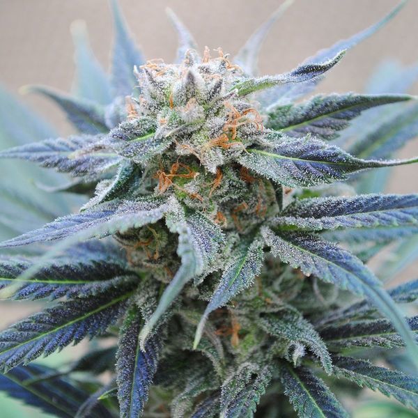 Skunk+ (Kannabia) feminizované