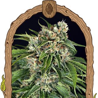 Sir Jack Auto Pure CBD (Exotic Seed) feminizovan&aacute;