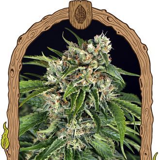 Sir Jack Auto Pure CBD (Exotic Seed) feminizovan&aacute;