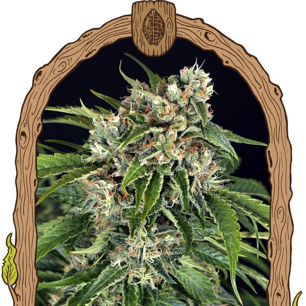 Sir Jack Auto Pure CBD (Exotic Seed) feminizovaná