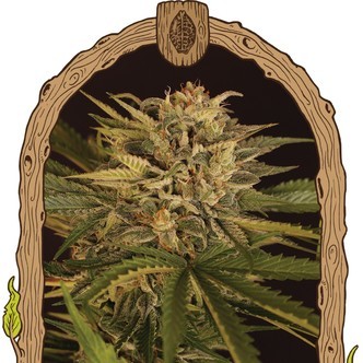 Doctor Greenman Pure CBD (Exotic Seed) feminizovan&aacute;