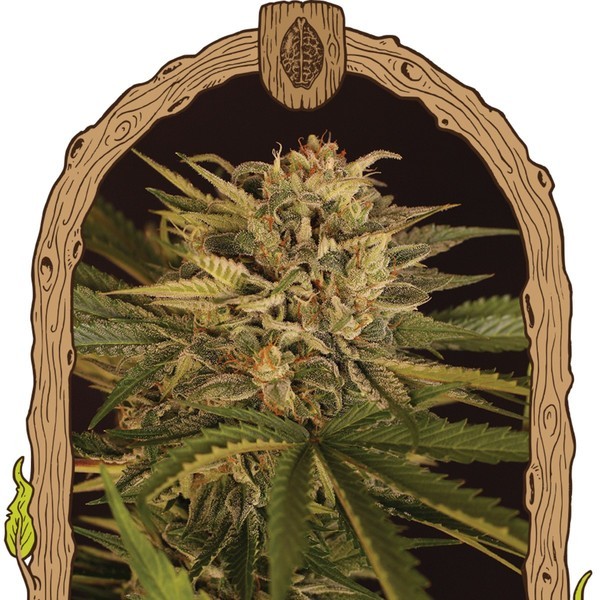 Doctor Greenman Pure CBD (Exotic Seed) feminizovaná