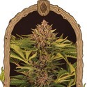 Strawberry Cola Auto (Exotic Seed) feminizovaná