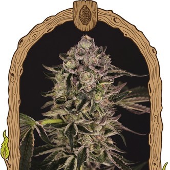 Quick Sherbet (Exotic Seed) feminizovan&aacute;