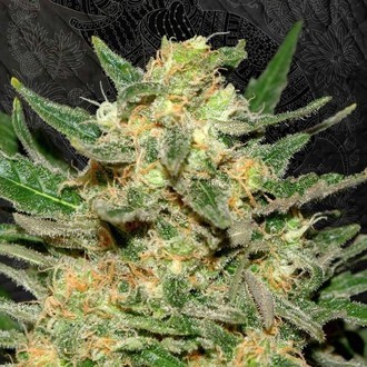 Thai Fantasy (Kannabia) feminizovan&aacute;