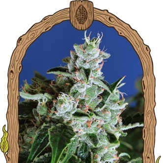 Purple Shot (Exotic Seed) feminizovan&aacute;