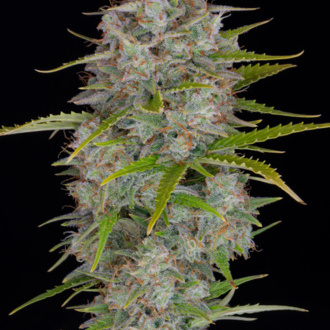 Orange Sherbet Auto (FastBuds) feminizovaná