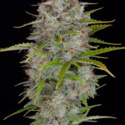 Orange Sherbet Auto (FastBuds) feminizovaná
