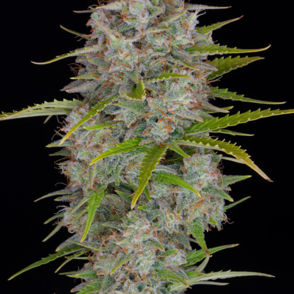 Orange Sherbet Auto (FastBuds) feminizovaná