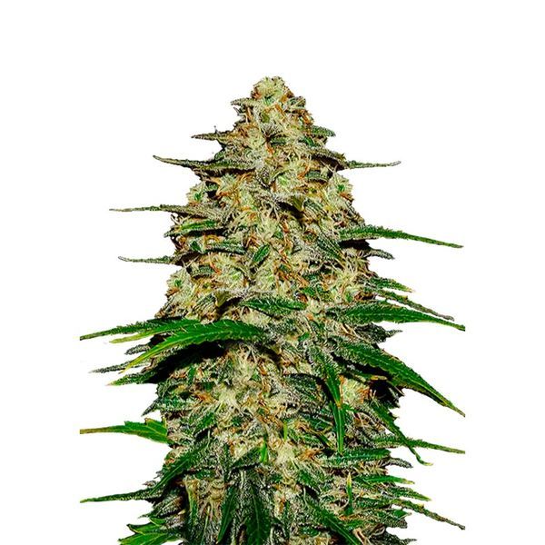 Wedding Cheesecake Auto (FastBuds) feminizovaná