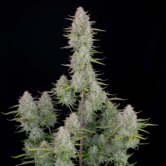 Wedding Cheesecake Auto (FastBuds) feminizovaná
