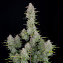 Wedding Cheesecake Auto (FastBuds) feminizovaná