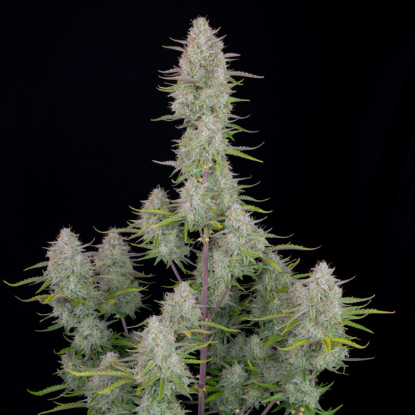 Wedding Cheesecake Auto (FastBuds) feminizovaná