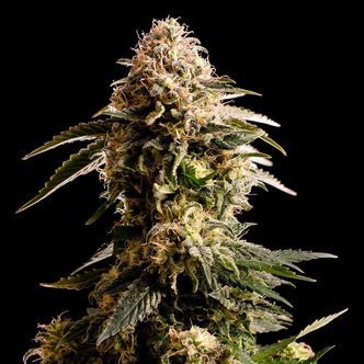 Kiss (Kannabia) feminizovan&aacute;