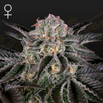 Wonder Pie (Greenhouse Seeds) feminizovan&aacute;