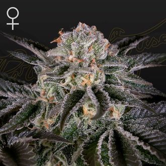 Wonder Pie (Greenhouse Seeds) feminizovan&aacute;