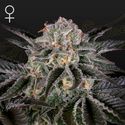 Wonder Pie (Greenhouse Seeds) feminizovaná