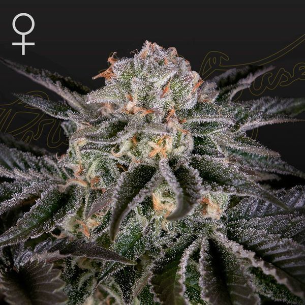 Wonder Pie (Greenhouse Seeds) feminizovaná