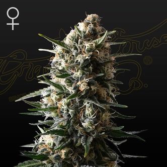 Bubba Slush (Greenhouse Seeds) feminizovan&aacute;