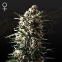 Bubba Slush (Greenhouse Seeds) feminizovaná