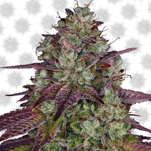 MIMOSA EVO (Barney's Farm) feminizovaná