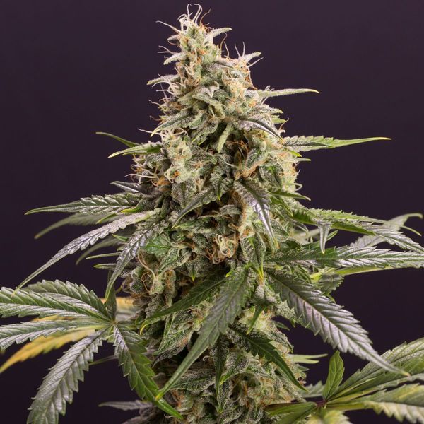 Chem-Bomb Auto (Humboldt Seed Organization) feminizovaná
