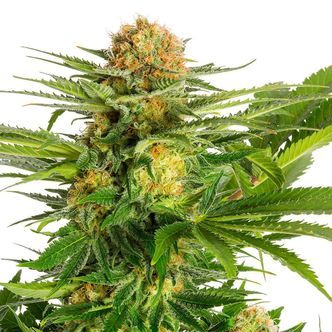 White Domina (Kannabia) feminizovan&aacute;