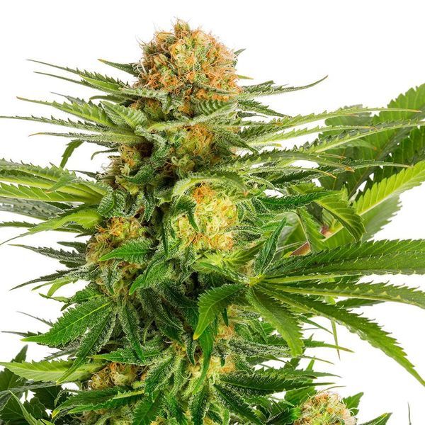 White Domina (Kannabia) feminizovaná