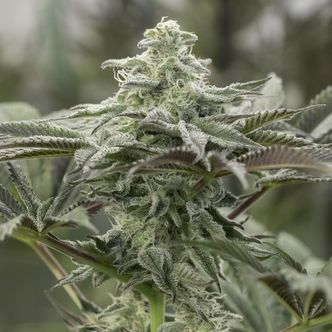 Lemon Citron (Humboldt Seed Organization) feminizovan&aacute;