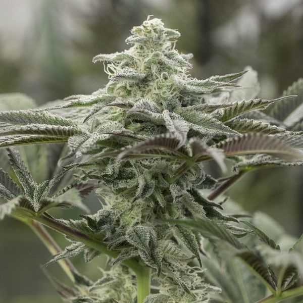 Lemon Citron (Humboldt Seed Organization) feminizovaná