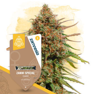 Zammi Special (Zamnesia Seeds) feminizovan&aacute;