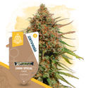 Zammi Special (Zamnesia Seeds) feminizovaná