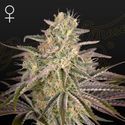 Cloud Walker (Greenhouse Seeds) feminizovaná
