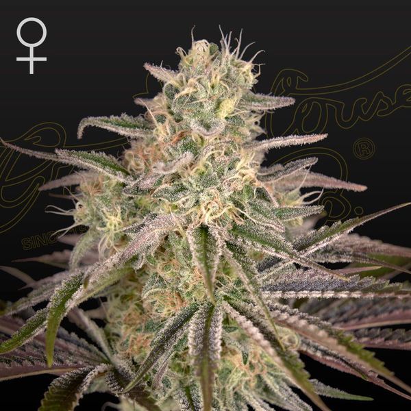 Cloud Walker (Greenhouse Seeds) feminizovaná