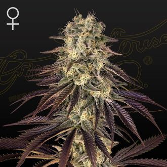 Kong's Krush (Greenhouse Seeds) feminizovan&aacute;