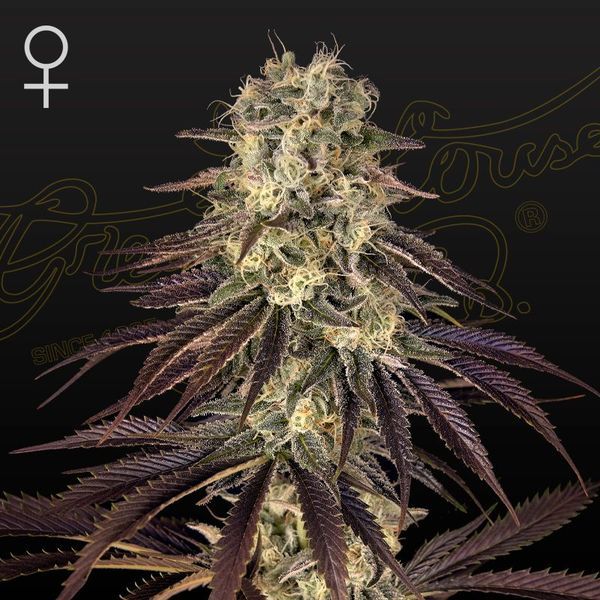 Kong's Krush (Greenhouse Seeds) feminizovaná