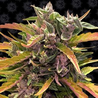 GG#4 Samonakv&eacute;tac&iacute; (Barney's Farm) feminizovan&aacute;