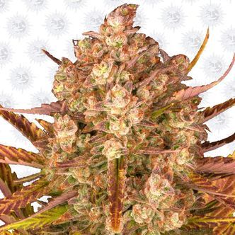 Dos Si Dos Auto (Barney's Farm) feminizovan&aacute;