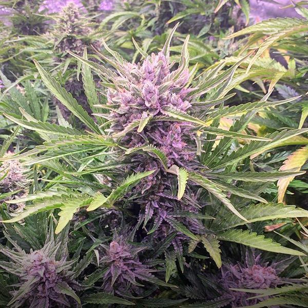 Gorilla Zkittlez Samonakvétací (Barney's Farm) feminizovaná