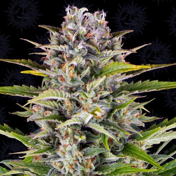 Gorilla Zkittlez Samonakvétací (Barney's Farm) feminizovaná