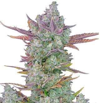Gorilla Cookies Samonakvétací (FastBuds) feminizovaná
