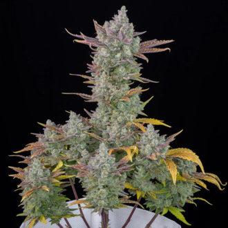 Gorilla Cookies Samonakvétací (FastBuds) feminizovaná