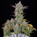 Gorilla Cookies Samonakvétací (FastBuds) feminizovaná